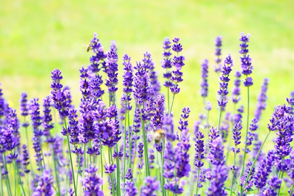 Wellness with Aureawald’s natural organic essential oils