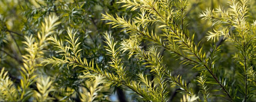 Melaleuca Alternifolia Pflanze für naturreines ätherisches Teebaum Bio-Öl