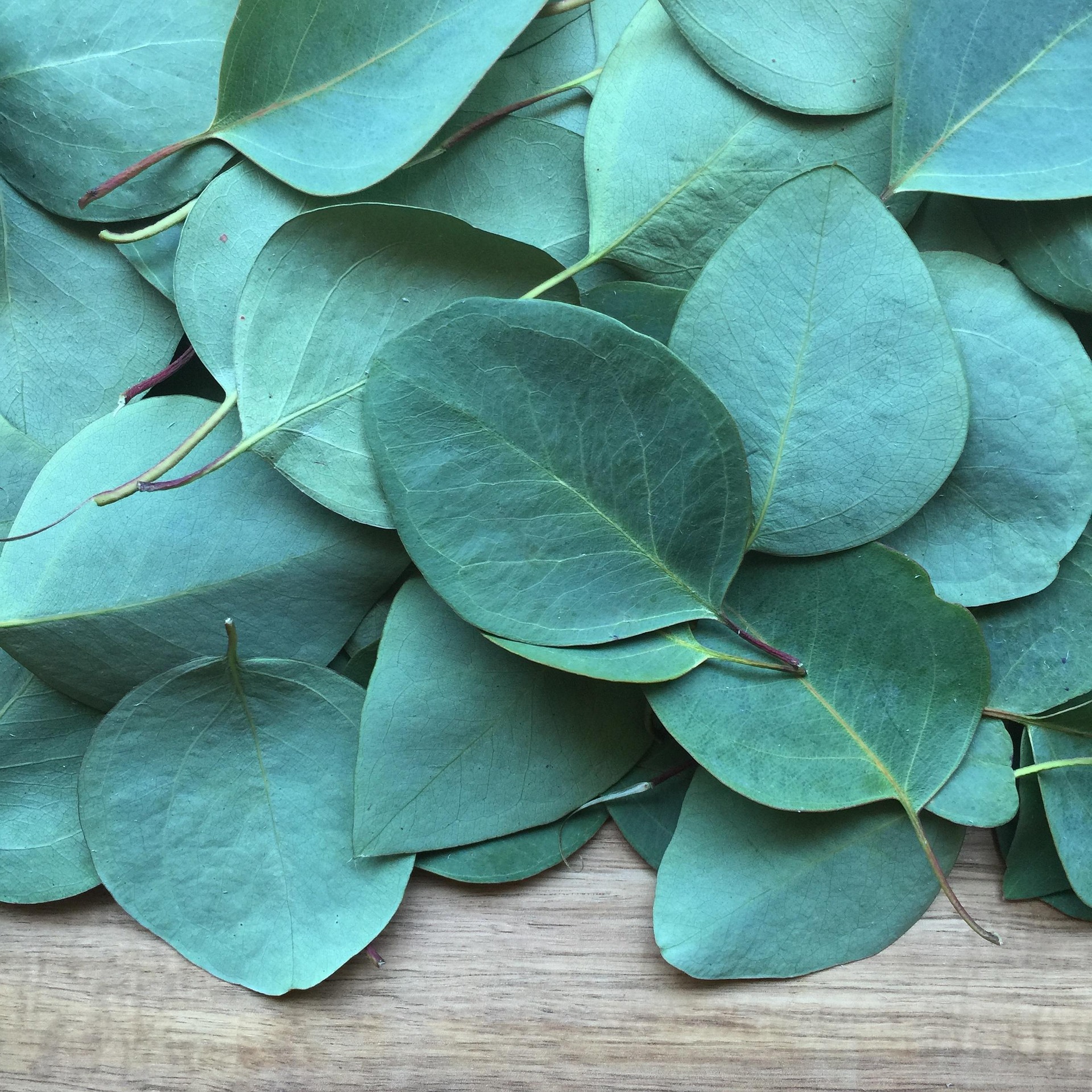 Eucalyptus Globulus Blätter für naturreines ätherisches Eukalyptus Bio-Öl