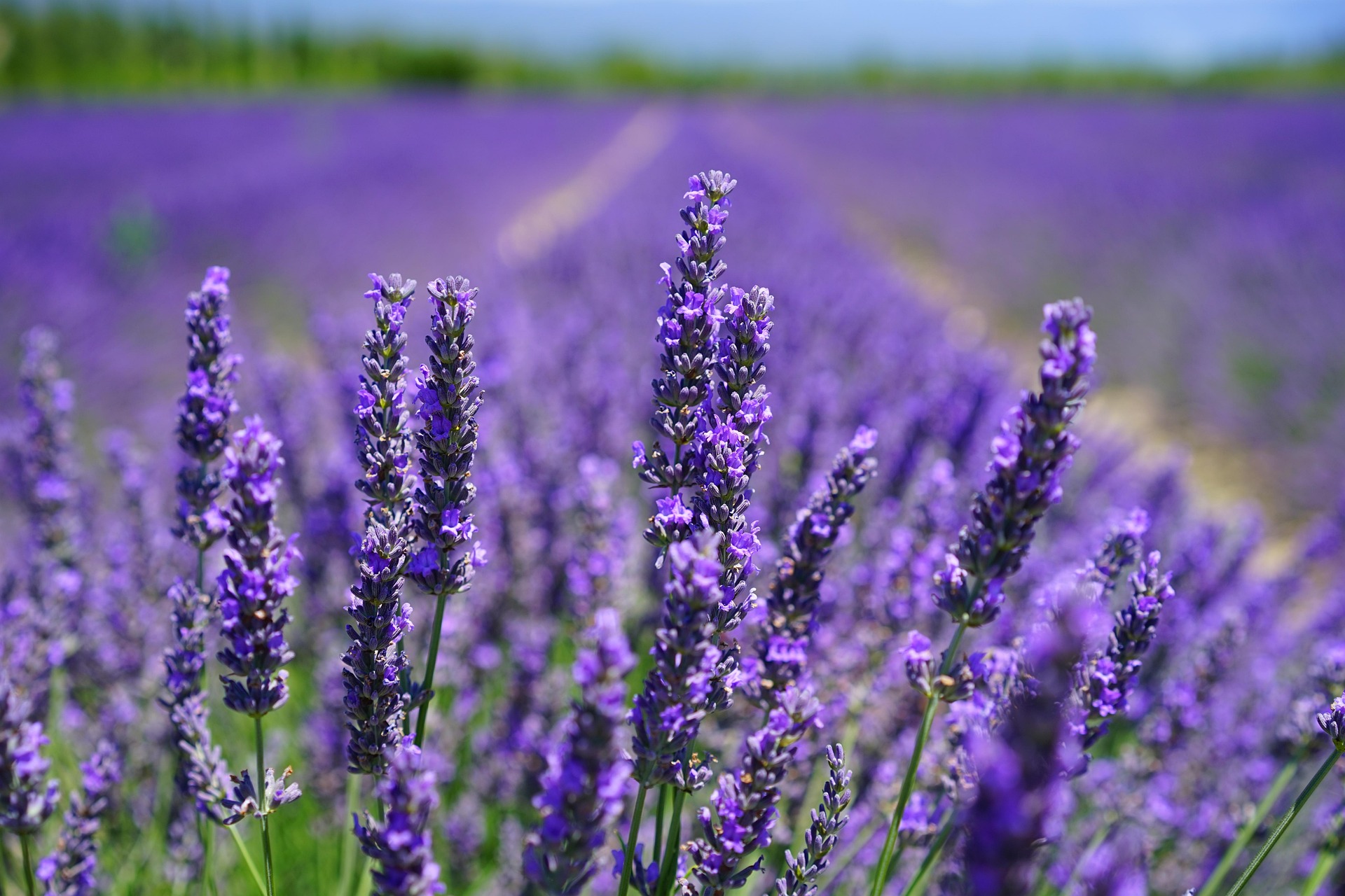 Lavandula Angustifolia Blüten für naturreines ätherisches Lavendel Bio-Öl