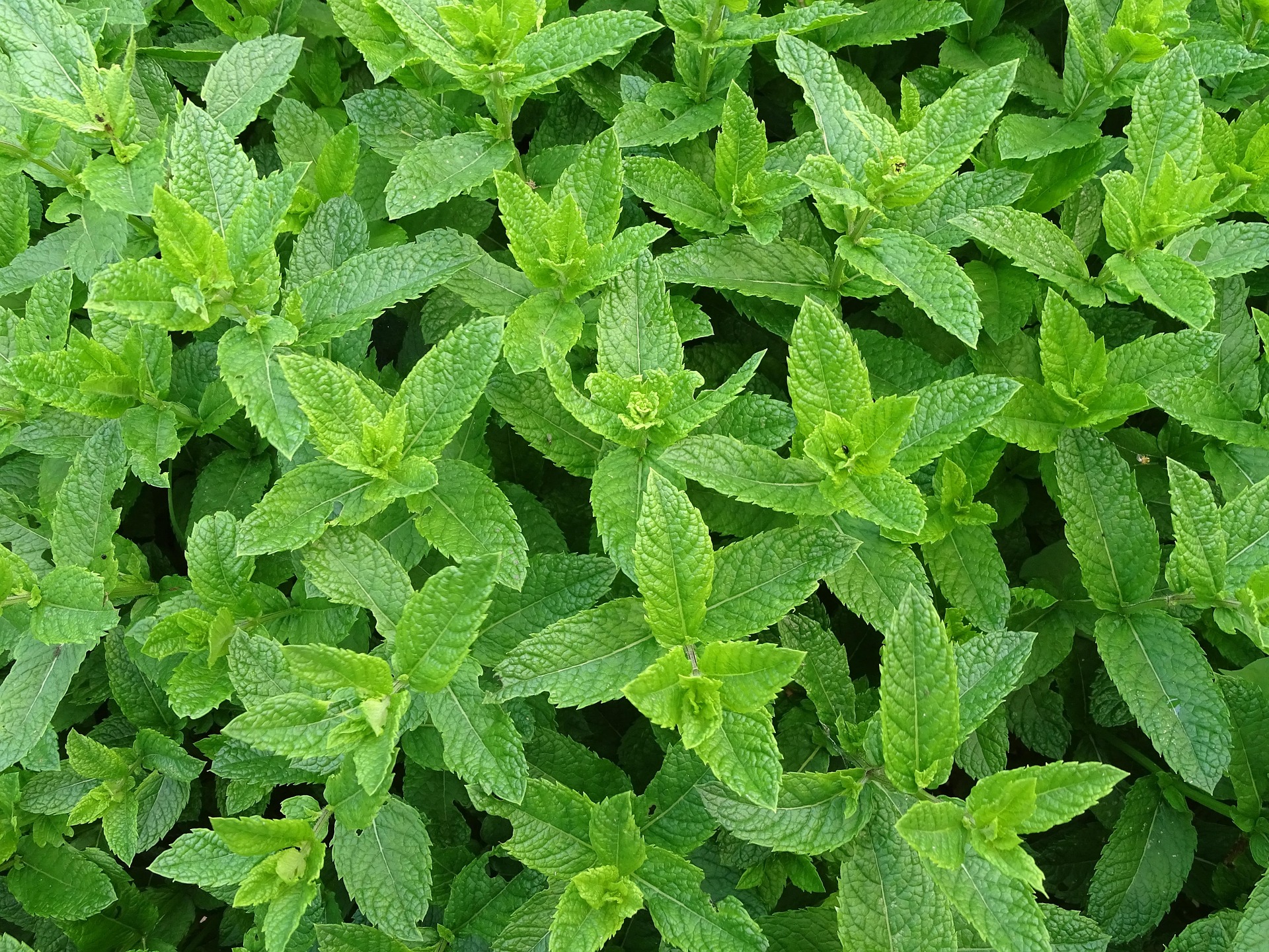 Mentha Piperita Blätter für naturreines ätherisches Pfefferminz Bio-Öl