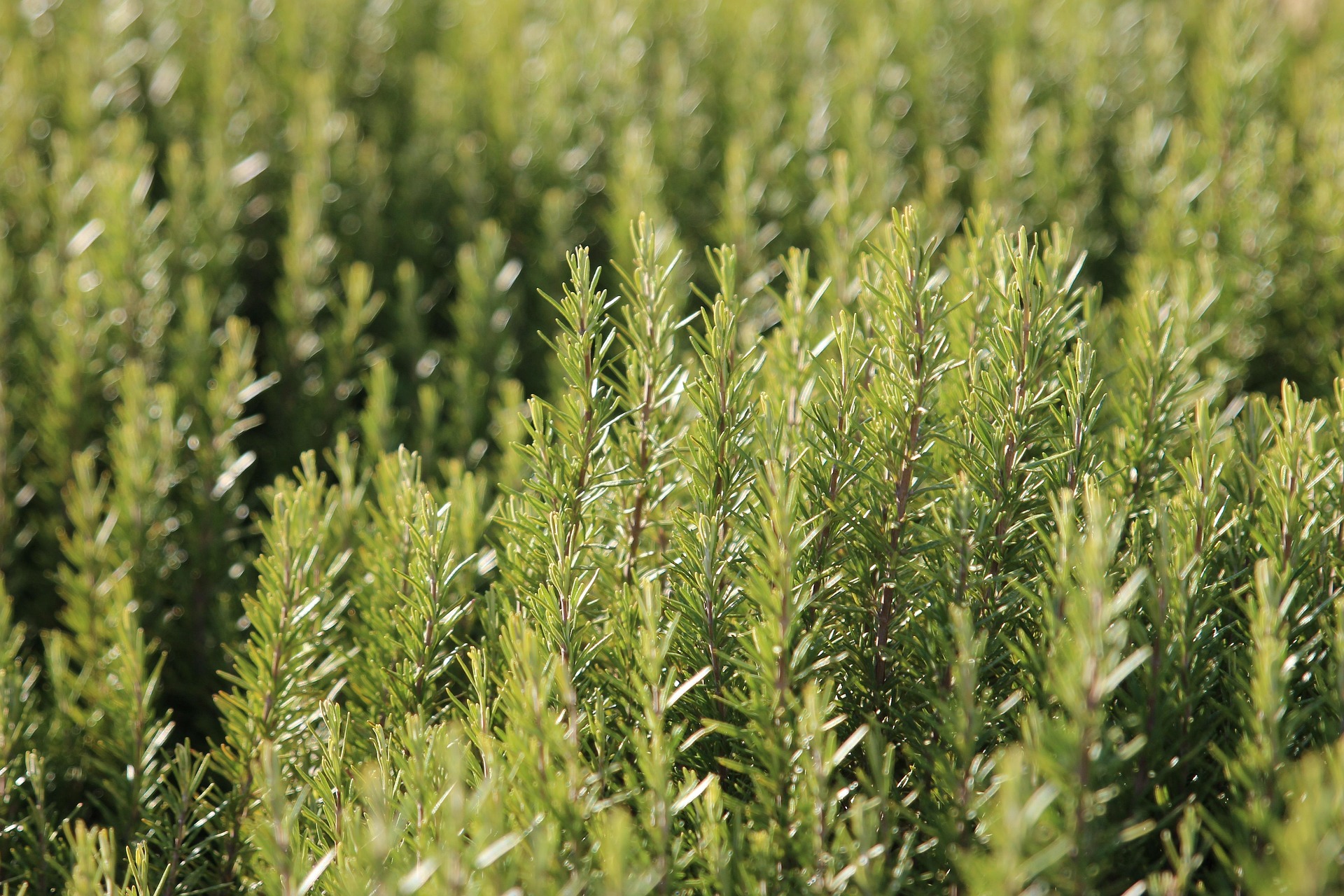 Rosmarinus Officinalis Pflanze für naturreines ätherisches Rosmarin Bio-Öl