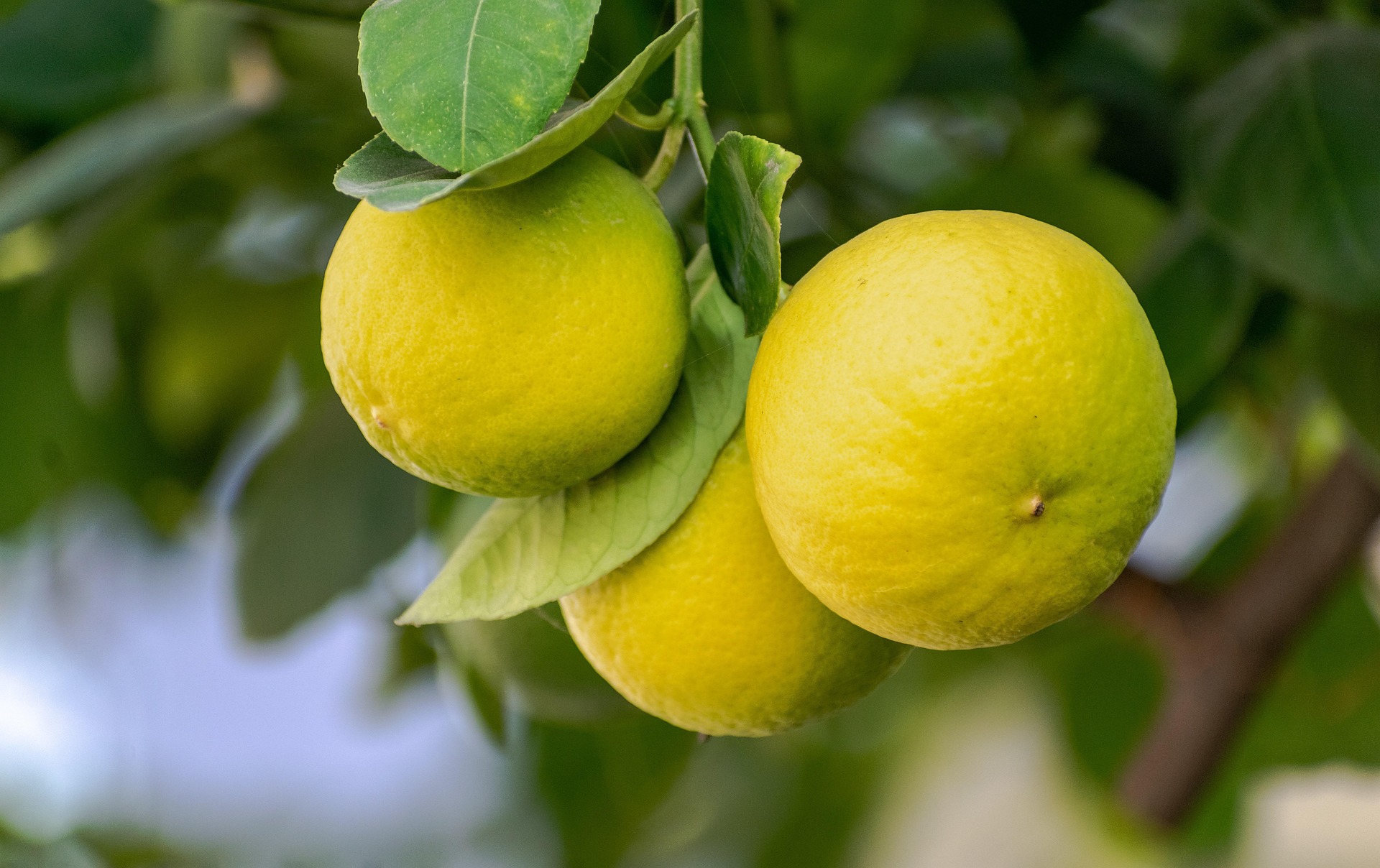 Citrus Limon Früchte für naturreines ätherisches Zitronen Bio-Öl