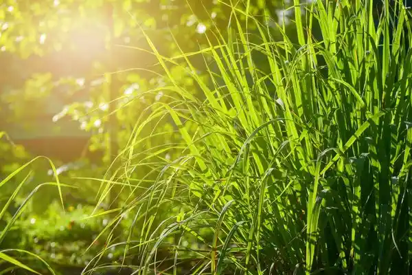 Cymbopogon Flexuosus Pflanze für naturreines ätherisches Zitronengras Bio-Öl